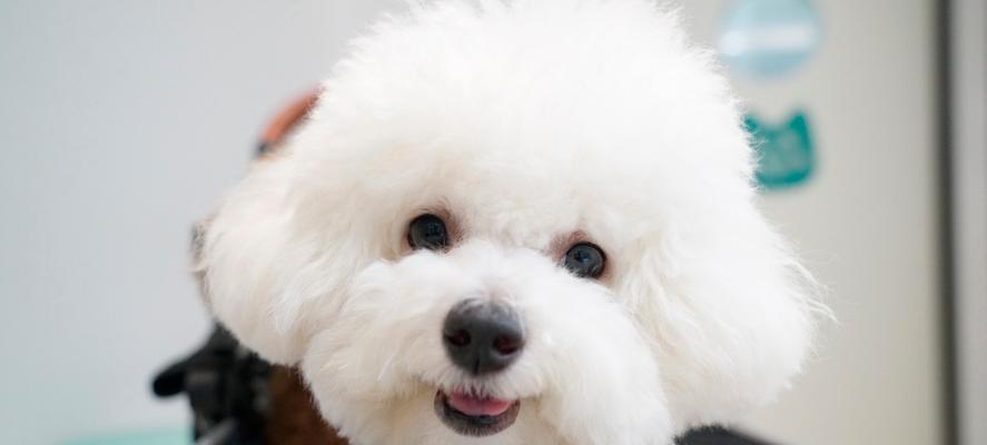 探索宠物美图软件的魅力（发现与分享，记录宠物美好生活）