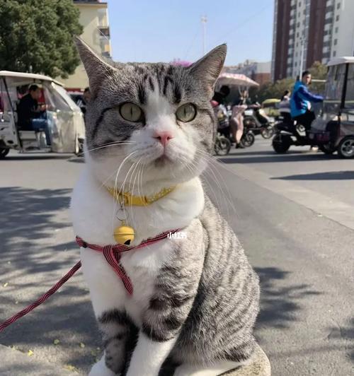 美短洗澡频率的选择（探讨美国短毛猫洗澡的最佳时间间隔）