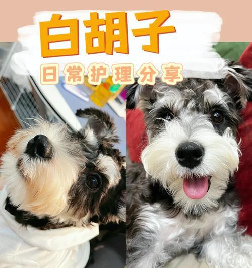 雪纳瑞吃完饭后多久大便？（探究雪纳瑞食物消化速度及排便频率的）