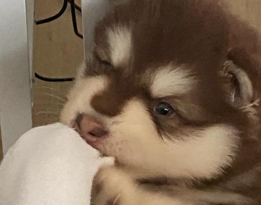 揭秘阿拉斯加母犬的生育周期（探究阿拉斯加母犬的繁殖特点及关键因素）