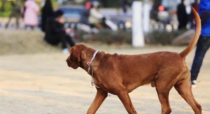 打猎犬（探索打猎犬的特点、训练和应用）