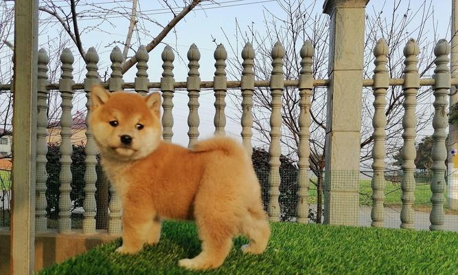 新疆好点的犬舍推荐（提供优质犬舍服务的地点及选择要点）