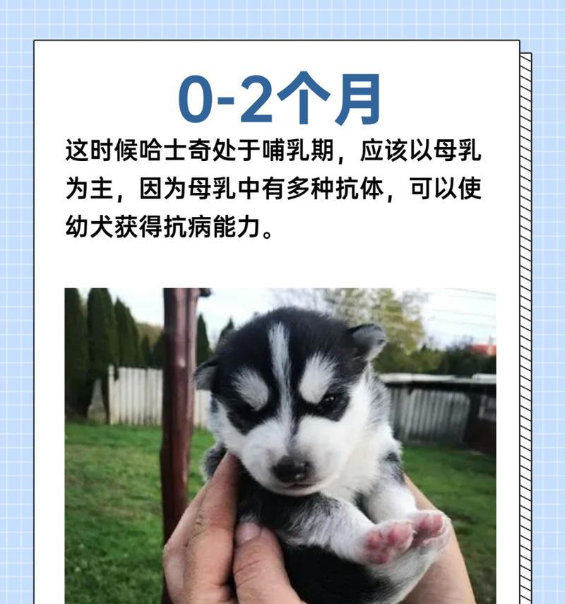 狗母乳中抗体的持续时间与保护效果研究（探索狗母乳中抗体的持续时间及其对幼犬免疫保护的重要性）