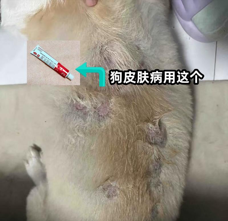 狗的真菌感染（探索狗感染真菌的相关信息，了解如何保护你的宠物免受感染。）