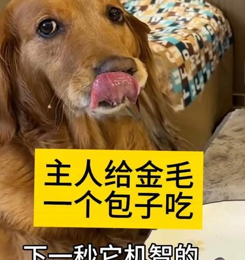 小心！金毛不能吃的食物（了解金毛不能吃的食物，守护爱宠健康）