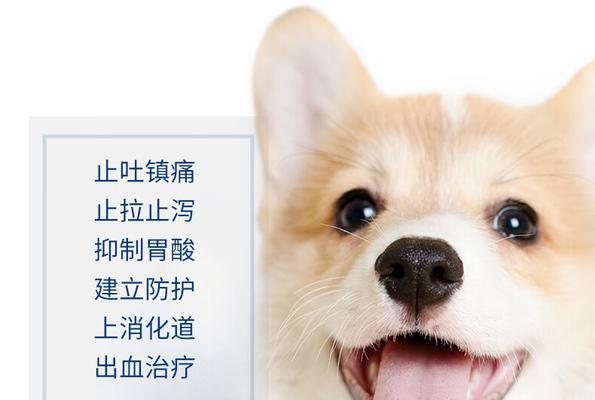 了解犬呕吐药的常见症状及应对方法（探究犬呕吐药的症状、原因和治疗方法）
