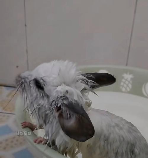 揭秘龙猫真正身份是猫还是鼠？（从起源到特征，解析龙猫的真实身份）