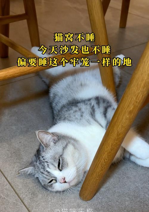 月小猫的美梦时光（揭秘小猫每日睡眠习惯，为你带来更多可爱瞬间）