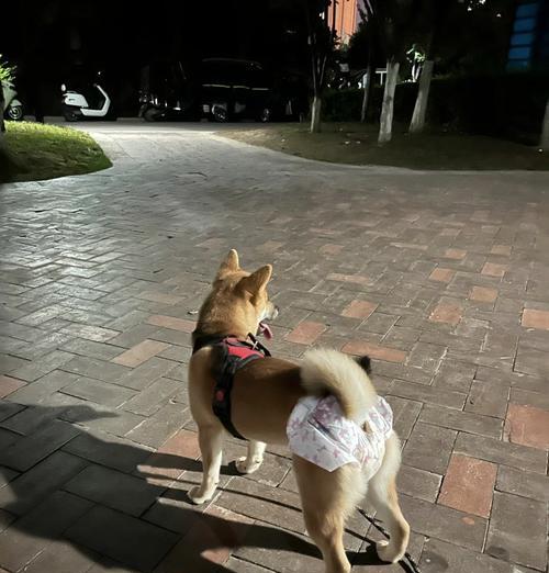 狗狗交配的奥秘（揭开狗狗交配神秘面纱，深入探究流血原因）
