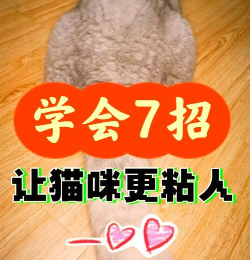 解决爱犬太粘人的方法（帮助你成为合格的铲屎官，让狗狗更独立自主）