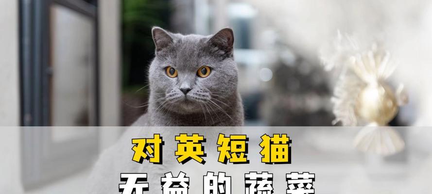 喂食误区（保护它的肠胃健康，用正确的喂食方式照顾英短猫）
