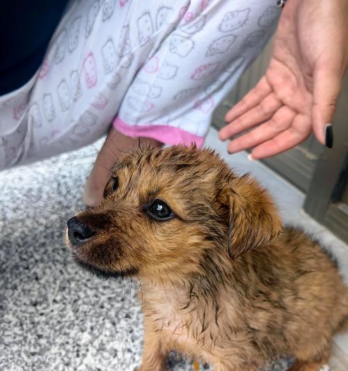 法牛犬洗澡的最佳频率（养犬人必备的护理知识）
