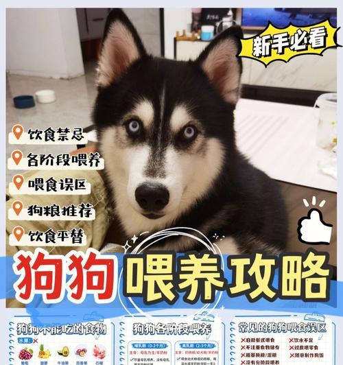 狗狗哺乳（狗狗哺乳时间和喂养建议）