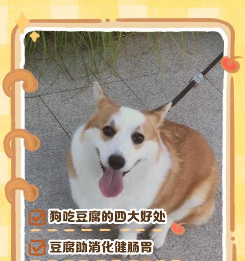 正确喂食狗狗的方法（通过训练使狗狗正确进食）