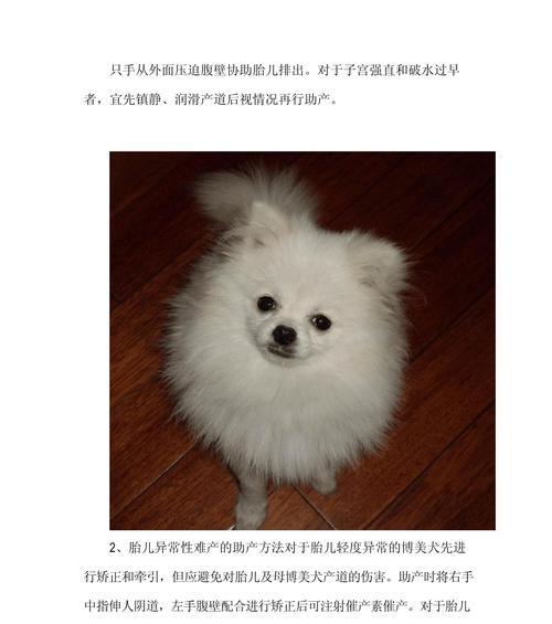 母博美犬的发情周期及管理（了解、控制及照顾母博美犬的情绪和健康）