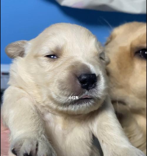 金毛犬出生多久要打针？（了解金毛犬生命早期的养护措施）