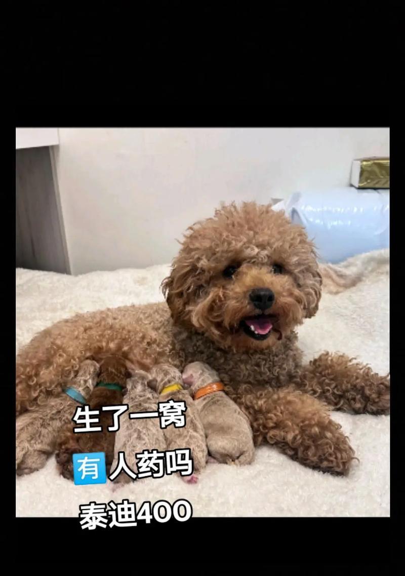 泰迪生崽后什么时候可以洗澡？（了解合适的洗澡时间和注意事项）