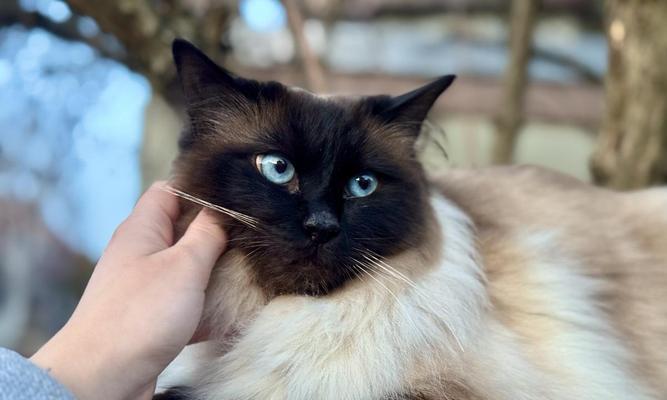 猫咪的神秘蓝眼睛（探索蓝眼睛背后的奥秘）