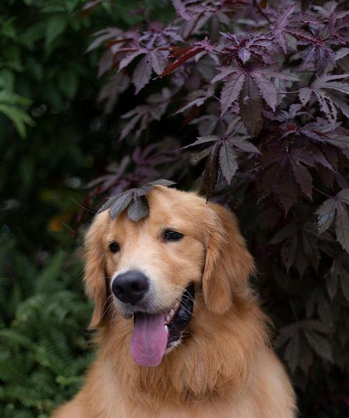 科学饲养方式延长金毛犬寿命（了解金毛犬的寿命并采取适当的饲养方式）