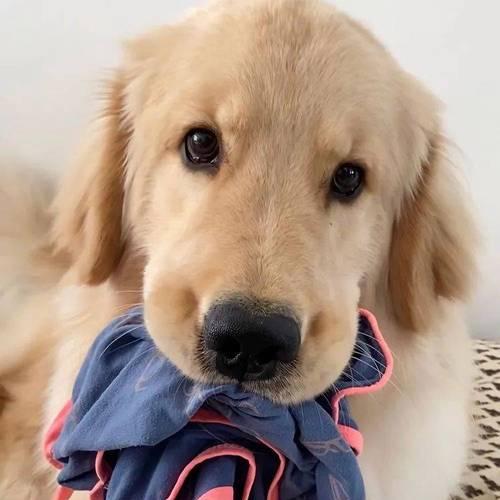 金毛犬的饮食需求与标准体重（金毛犬各个阶段的饮食指南及养护建议）