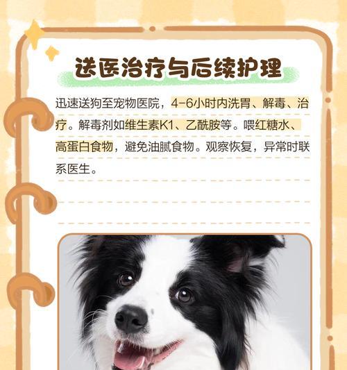 狗不能吃的药物（了解哪些人类常用药物对狗是禁忌，宠物健康就在你手中）
