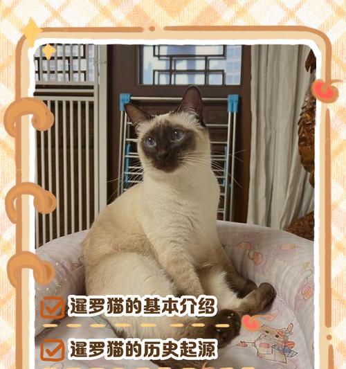 暹罗猫的毛色变化之谜（探究暹罗猫毛色变化的时间及原因）