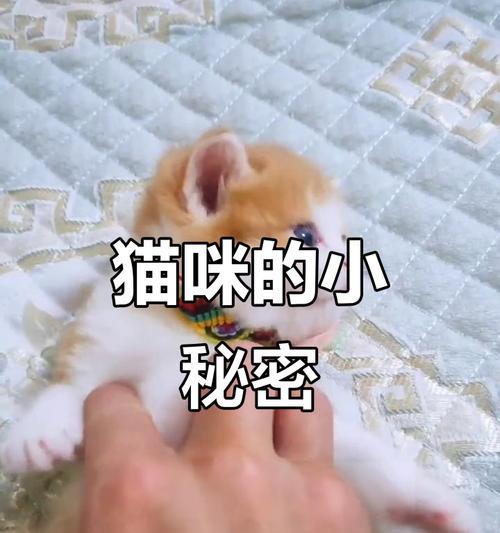 小猫的特殊本领（小猫的特殊本领是如何令人惊叹的）