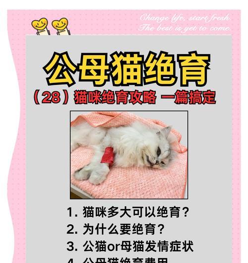 母猫绝育后的恢复时间及注意事项（了解母猫绝育术后的恢复时间，为您的毛球提供最佳的照顾）