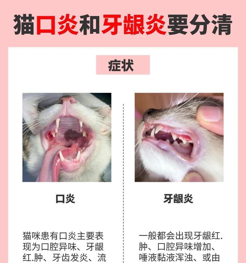 猫咪口炎（了解口炎，呵护猫咪口腔健康）