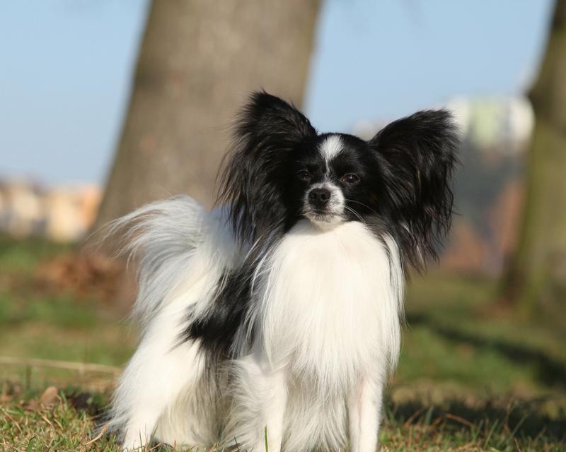 蝴蝶犬的养殖现象激增（解读蝴蝶犬的养殖现象及其背后的原因）