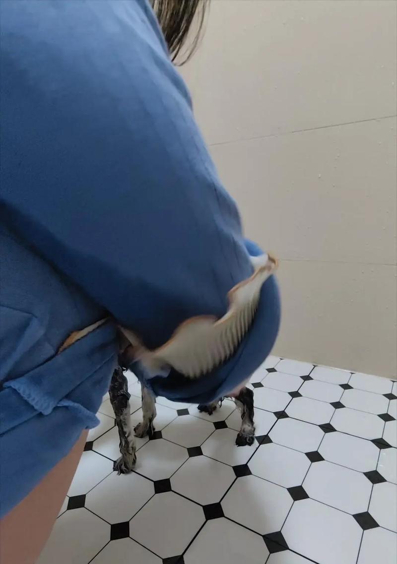 适合三个月大的狗狗的洗澡频率及注意事项（为您的宠物选择最佳洗澡频率，）