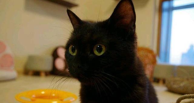 盘点六只不同品种的黑毛猫（从波斯猫到缅甸猫，探索黑毛猫世界的多样性）
