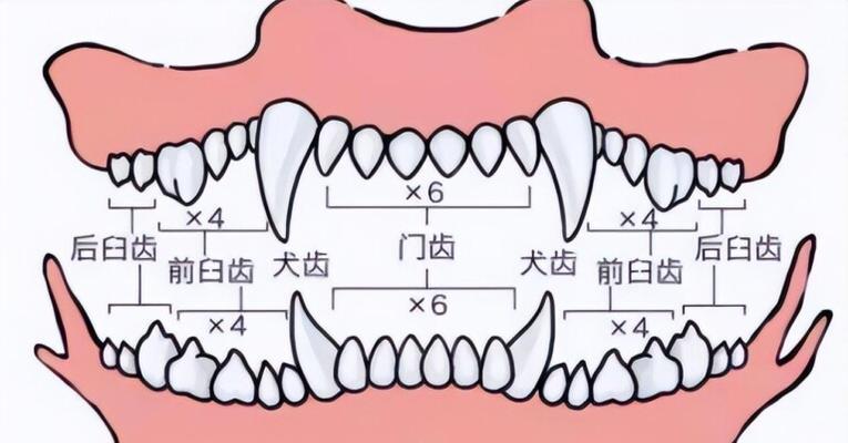 狗狗年龄转换（狗狗1岁不等于人类7岁，真相原来是……）