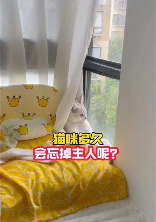 猫咪的陪伴需求（满足猫咪的社交需求，让你的宠物健康快乐）