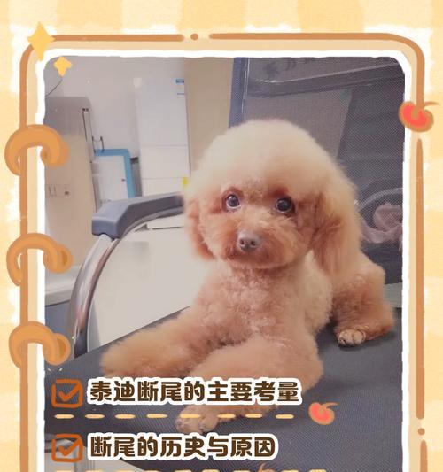 泰迪尾巴的脱落周期（揭秘泰迪尾巴的神秘变化）