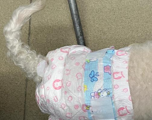 以比熊生完狗多久能喝水？（了解比熊产后喂水的最佳时机和注意事项）