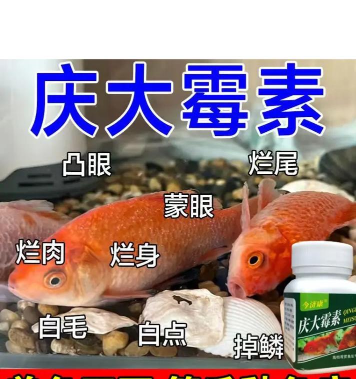 金鱼烂尾的康复期及方法研究（以金鱼烂尾多久能恢复健康？康复技巧分享！）