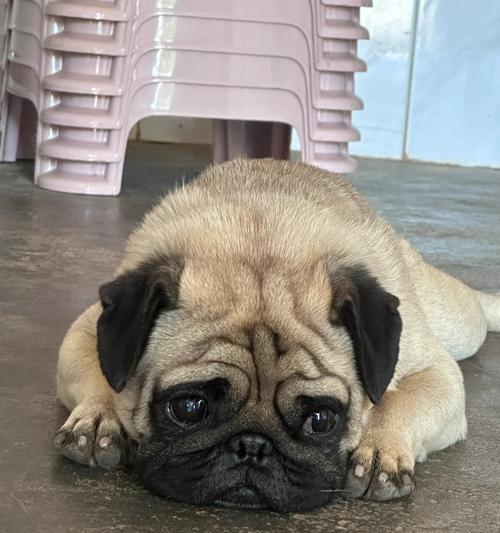 饲养巴哥幼犬的注意事项及价格因素剖析（全面了解巴哥幼犬的饲养需求，掌握影响价格的要素）