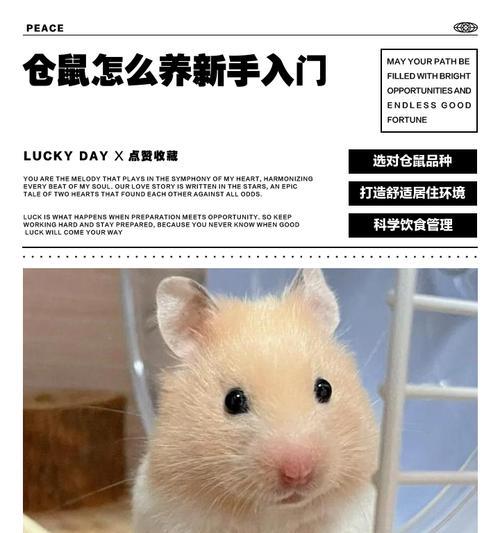 如何选购一只健康的仓鼠（新手选购健康仓鼠的关键提示）