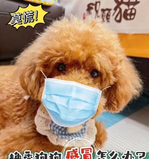 狗狗被食物卡住喉咙的危险与急救方法（了解狗狗卡喉食物的反应，如何救治你的爱宠）