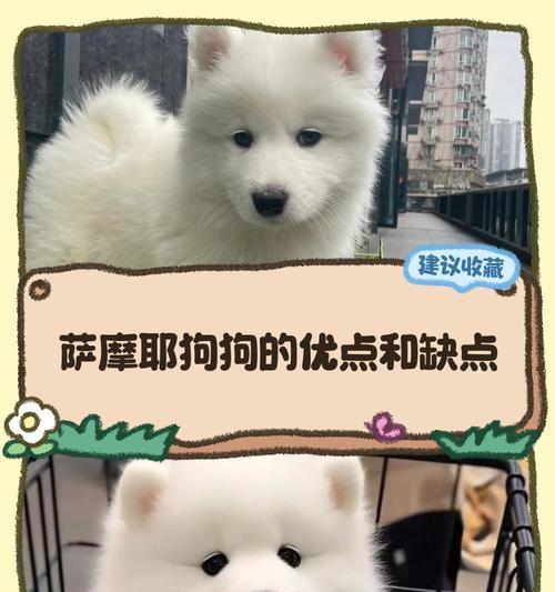 以微笑天使——萨摩耶的优缺点（了解这个可爱又忠诚的犬种，适合你的生活吗？）