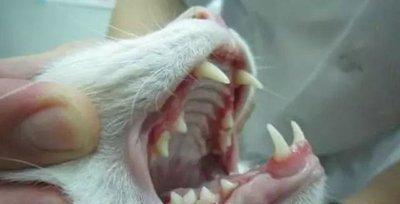 如何通过宠物牙齿情况判断年龄（揭秘宠物牙齿年龄猜测的窍门）