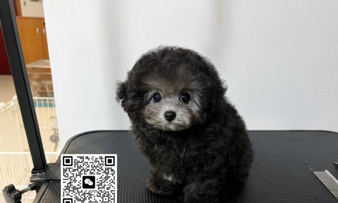 以灰贵多久开始返灰？（灰贵是一种如何改变颜色的魔法石？）