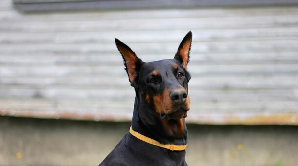 如何正确饲养杜宾犬？（注意事项与关键技巧）