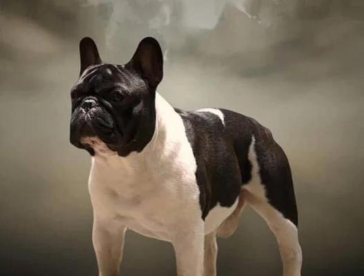 法国斗牛犬（了解纯种法国斗牛犬的特征及非纯种法斗的价格）