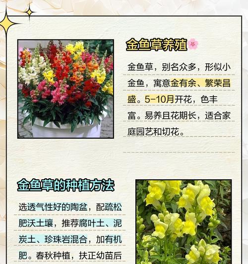 养草金鱼的优点（为什么选择养草金鱼？）