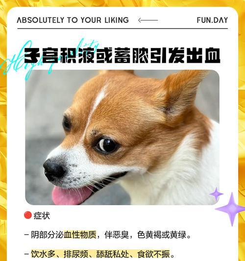狗狗产后无出血的重要因素（了解恢复期和正确护理是关键）