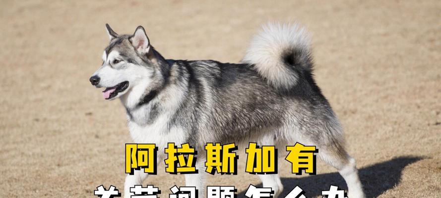 阿拉斯加人多久能吃骨头？（探索阿拉斯加人以骨头为主要食物的生活方式）