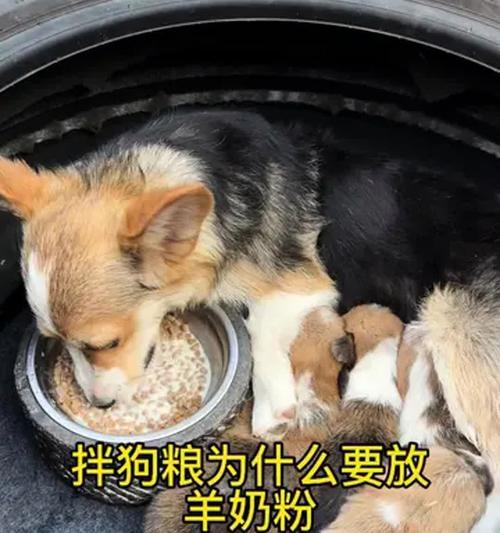 如何让狗狗接受新的狗粮？（使用搭配或添加羊奶粉的方法帮助狗狗适应新狗粮）