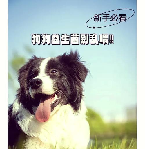 狗身上的细菌（揭秘狗身上常见细菌及对人类的影响）
